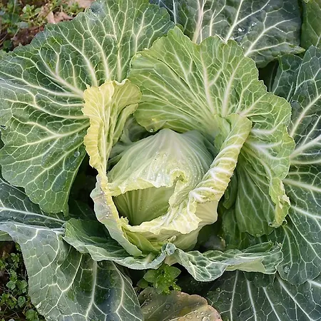 农家乐 金塔阿伟蕾拉农家乐 *