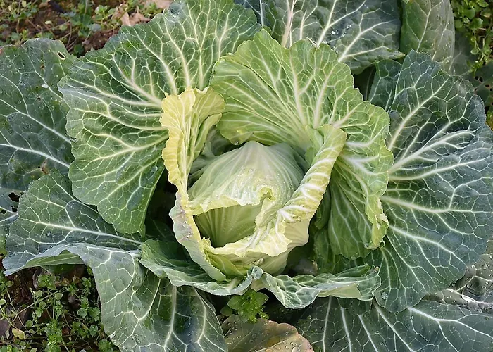 팜스테이 Quinta Aveleiras *